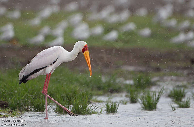 Yellow-billed Storkadult, walking