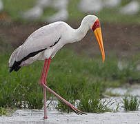 Yellow-billed Stork