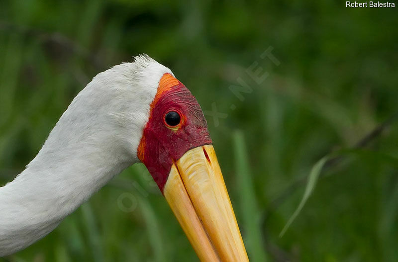 Yellow-billed Stork