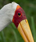 Yellow-billed Stork