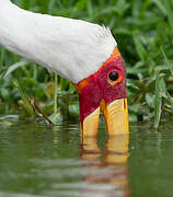 Yellow-billed Stork