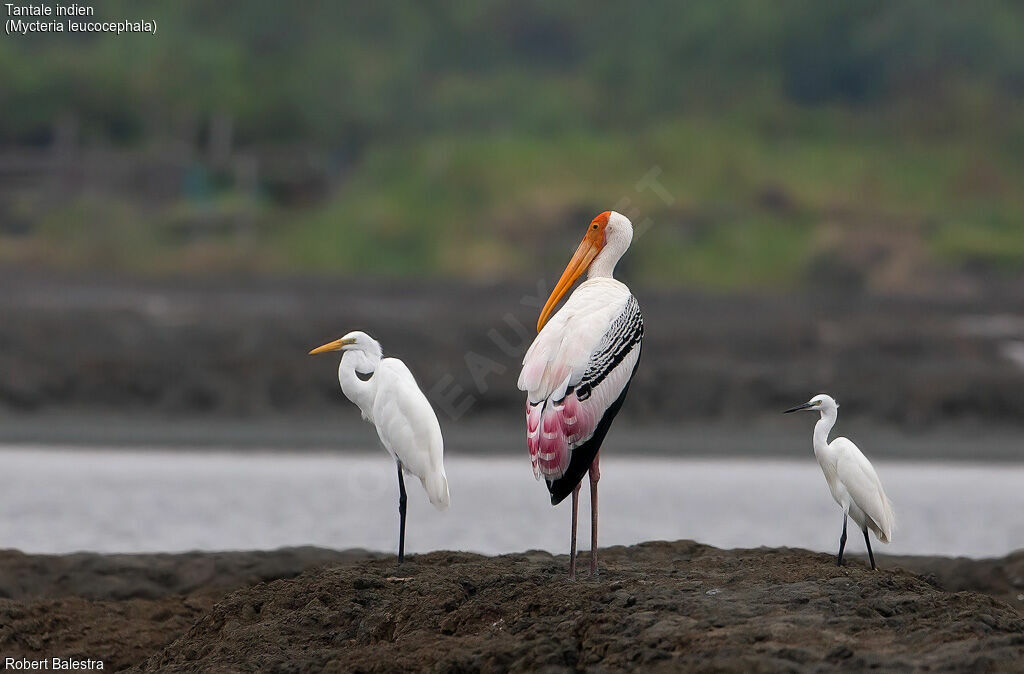 Painted Stork