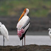 Painted Stork