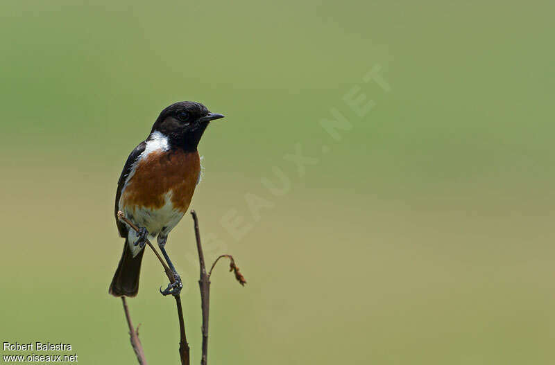 African Stonechat male adult