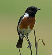 African Stonechat