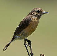 African Stonechat