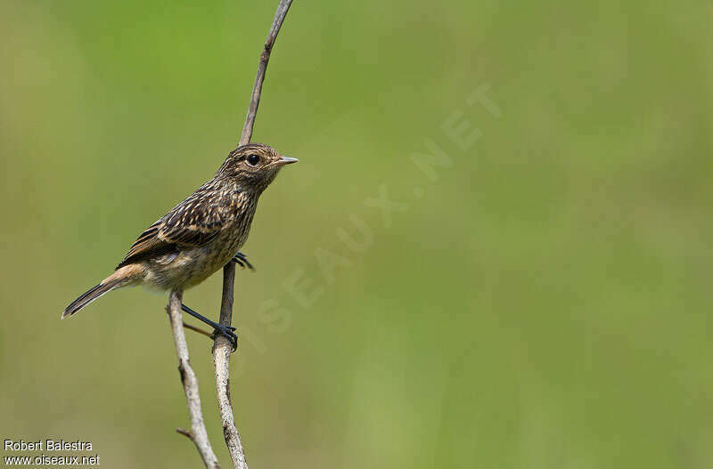 Tarier africainjuvénile, identification