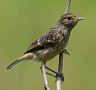 African Stonechat