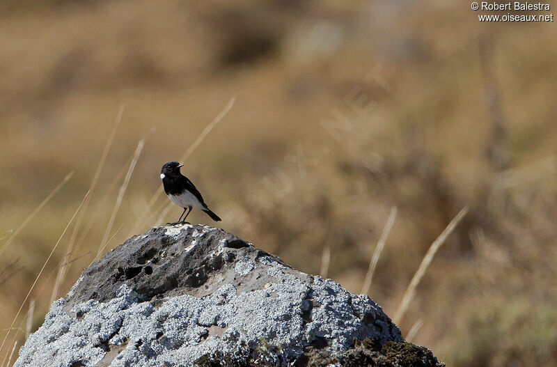 African Stonechat