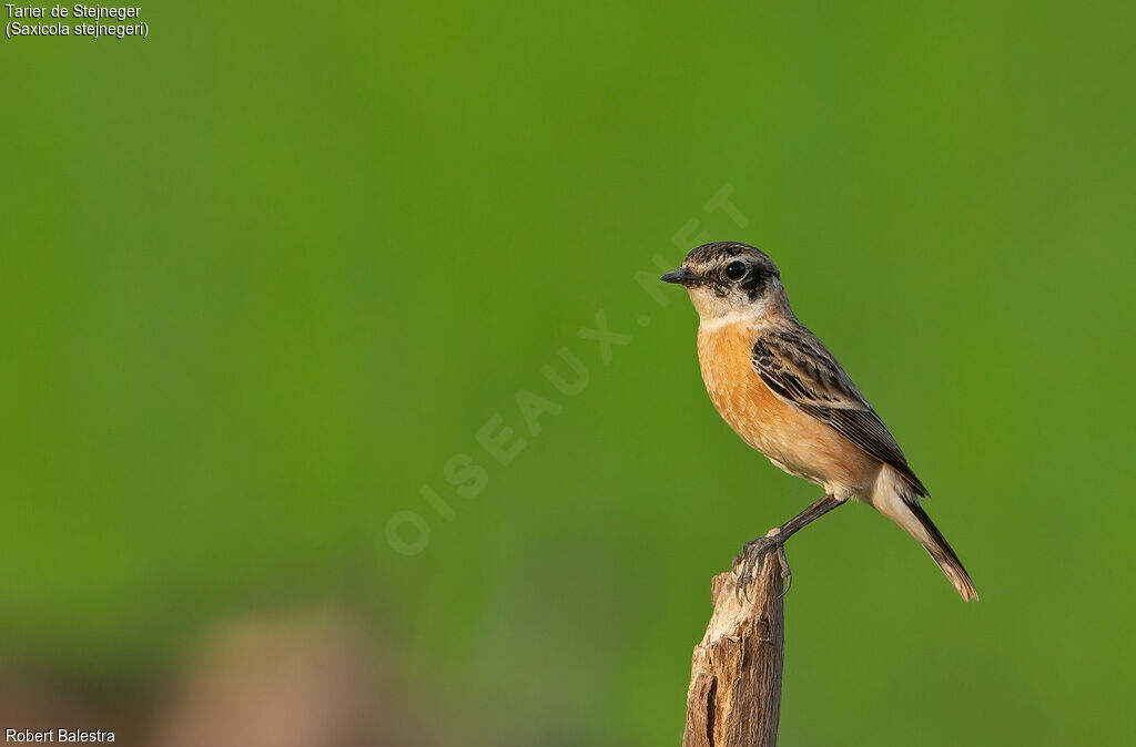 Amur Stonechat male