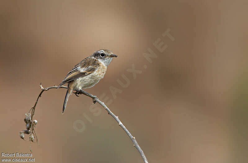 Tarier des Canariesjuvénile, identification