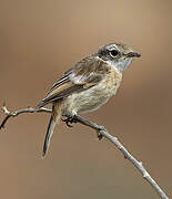 Canary Islands Stonechat