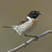 Canary Islands Stonechat