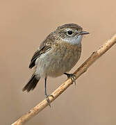 Canary Islands Stonechat