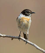 Canary Islands Stonechat