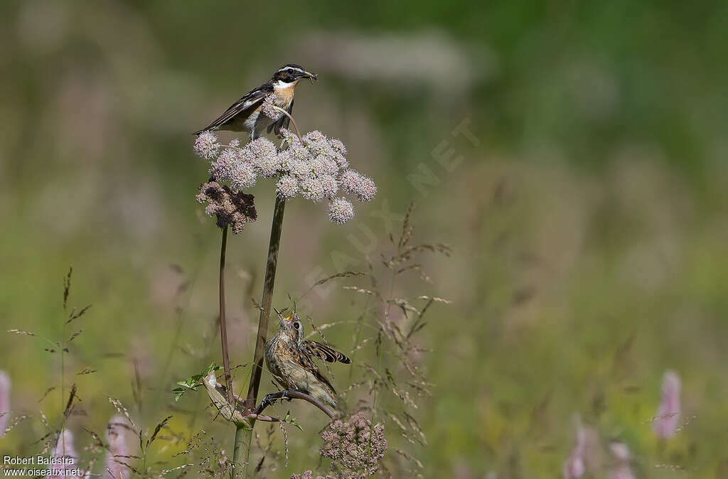 Whinchat, habitat, eats, Reproduction-nesting