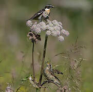 Whinchat