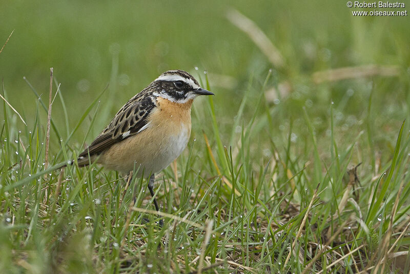 Whinchat