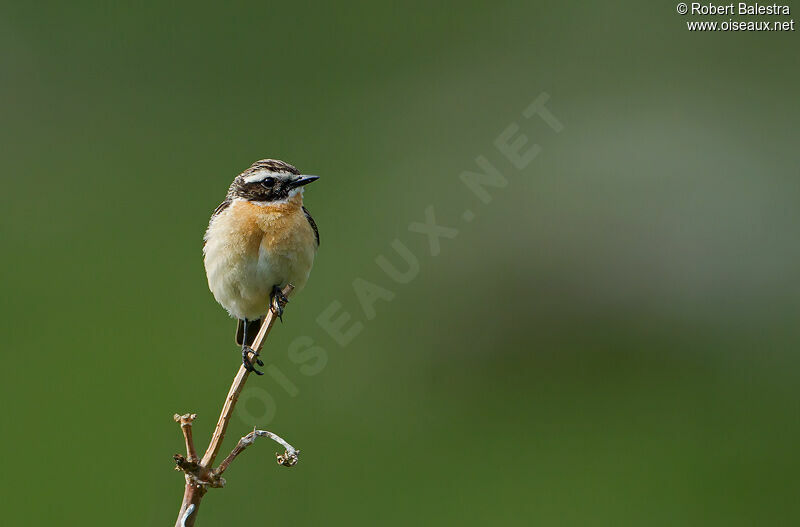 Whinchat