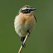 Whinchat