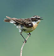 Whinchat