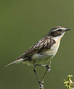 Whinchat