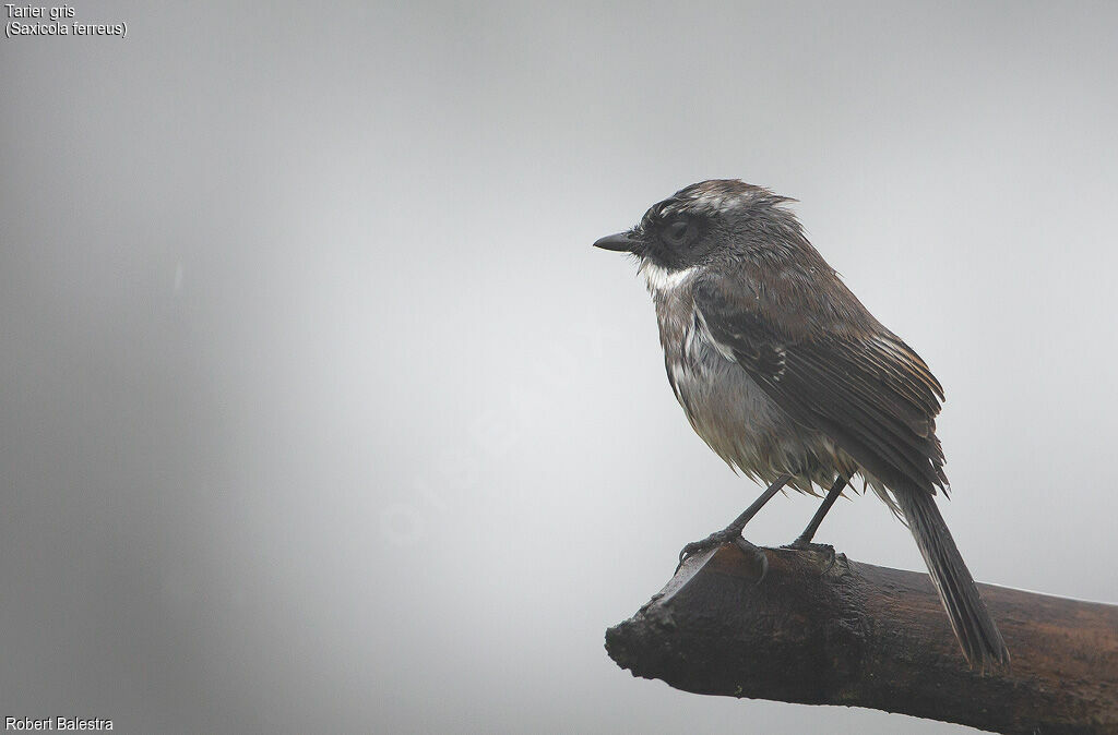 Tarier gris