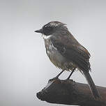 Tarier gris