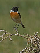 European Stonechat