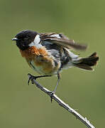 European Stonechat