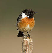 European Stonechat