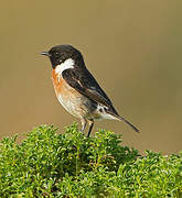 European Stonechat