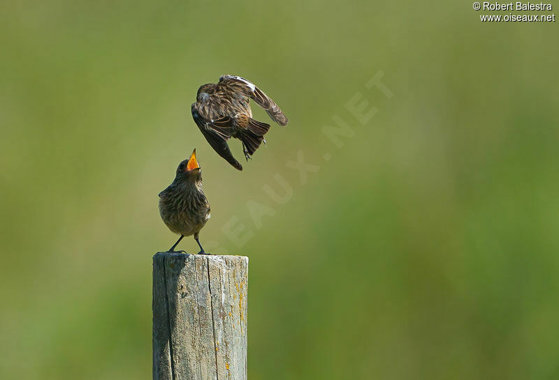 European Stonechat female, Behaviour