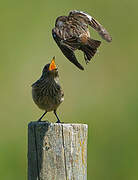 European Stonechat