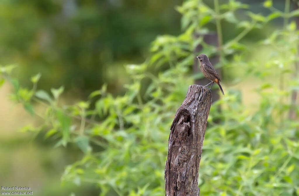 Pied Bush Chat female adult, habitat, fishing/hunting