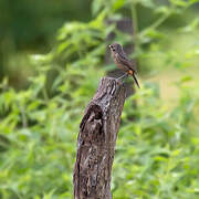 Pied Bush Chat