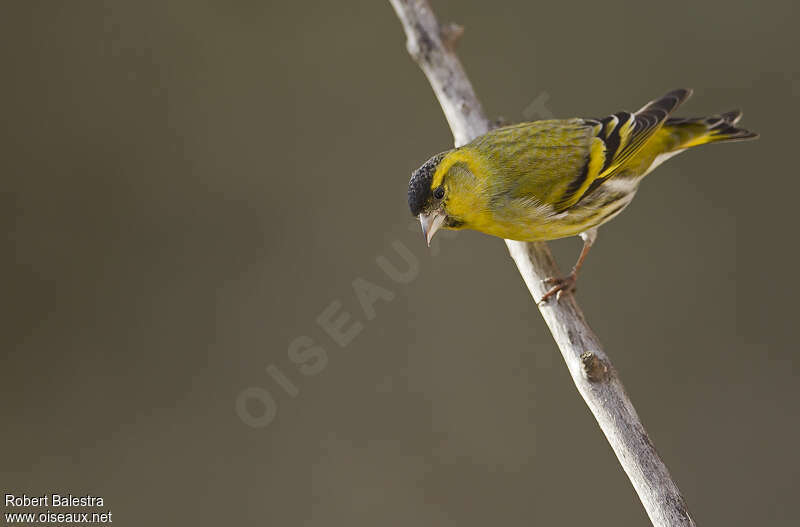 Eurasian Siskin male adult breeding, pigmentation