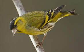 Eurasian Siskin