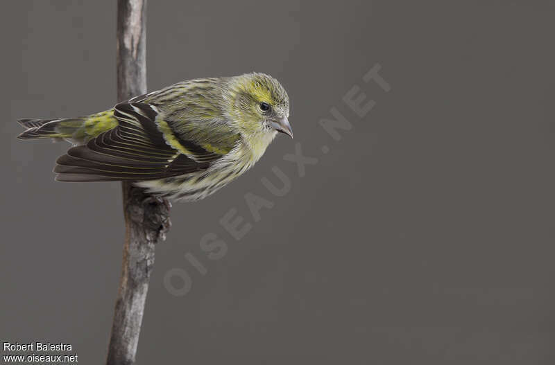 Eurasian Siskin female adult, pigmentation