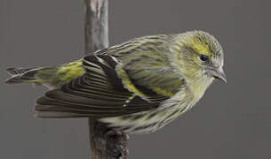 Eurasian Siskin