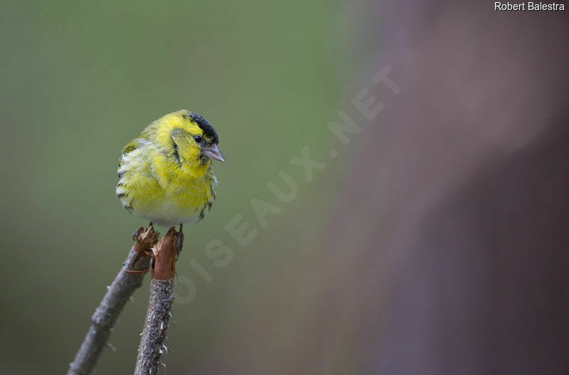 Eurasian Siskin male