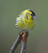 Eurasian Siskin