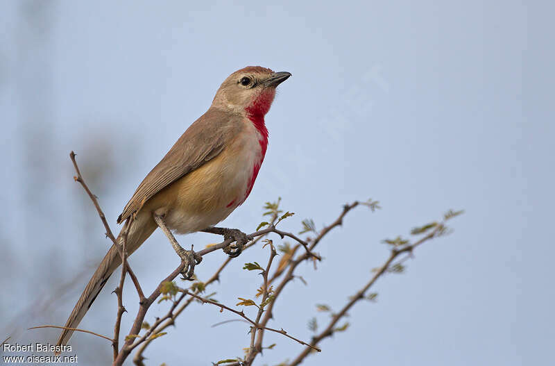 Rosy-patched Bushshrike male adult, identification