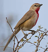 Rosy-patched Bushshrike