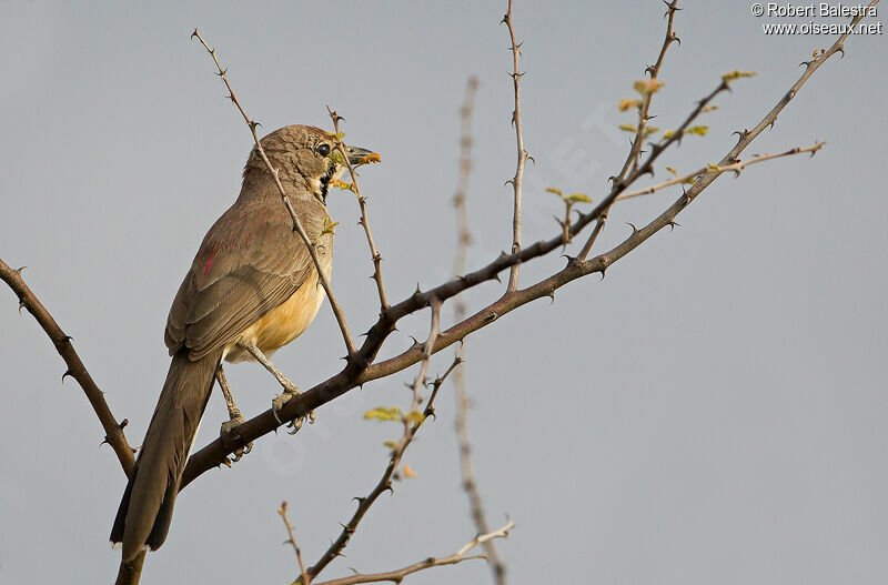 Rosy-patched Bushshrike female