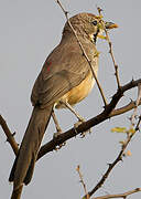 Rosy-patched Bushshrike