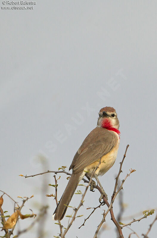 Rosy-patched Bushshrike