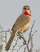 Rosy-patched Bushshrike