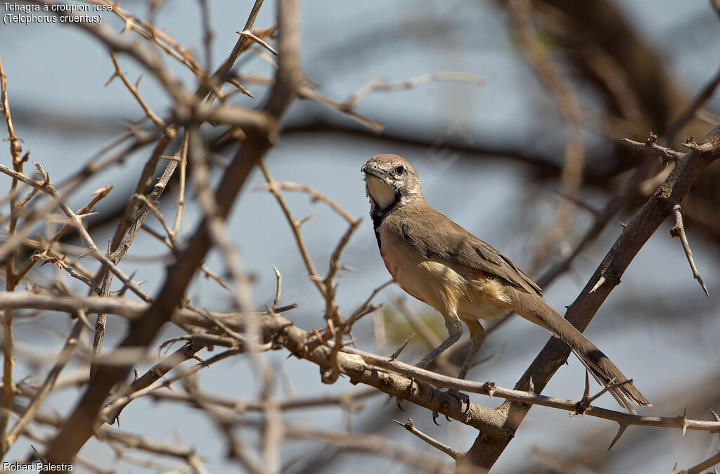 Rosy-patched Bushshrike