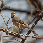 Rosy-patched Bushshrike